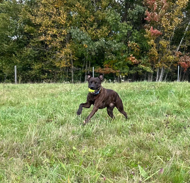 WALLY, a Adoptable mixed breed in Rindge, NH image 2/6