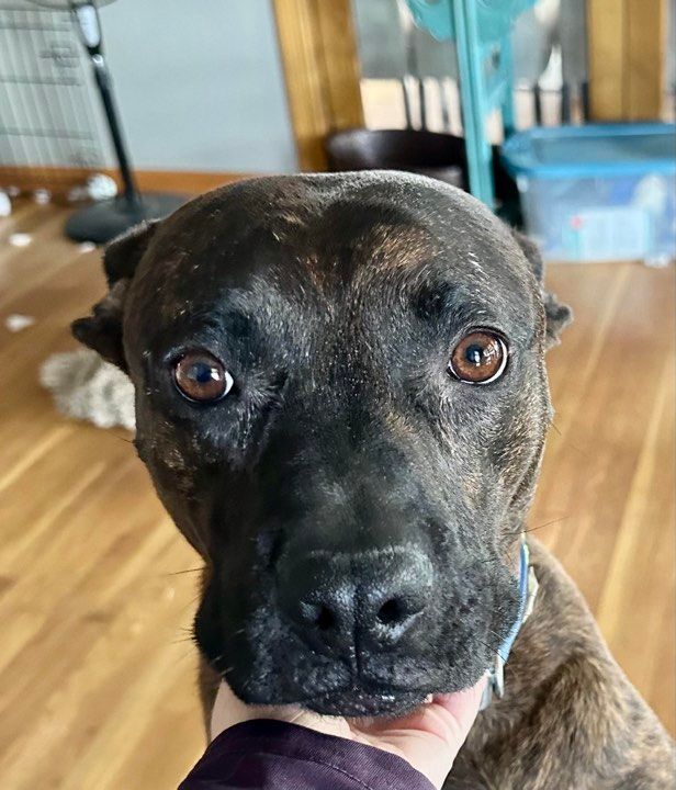 WALLY, a Adoptable mixed breed in Rindge, NH image 3/6