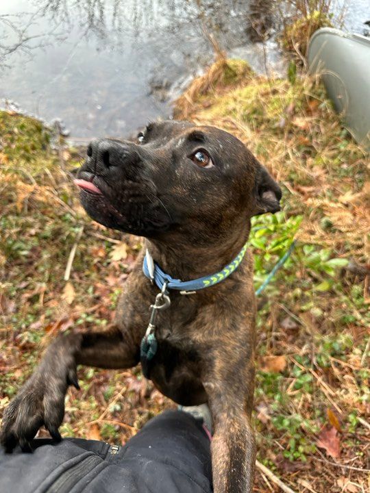 WALLY, Adoptable, Adult Male Terrier.