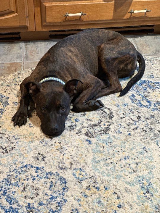 WALLY, a Adoptable mixed breed in Rindge, NH image 5/6