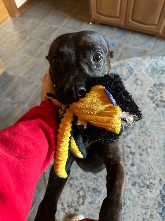 WALLY, a Adoptable mixed breed in Rindge, NH image 6/6