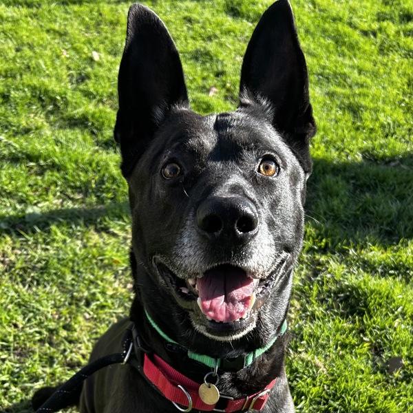 Bruce, Adoptable, Adult Male Labrador Retriever & German Shepherd Dog.