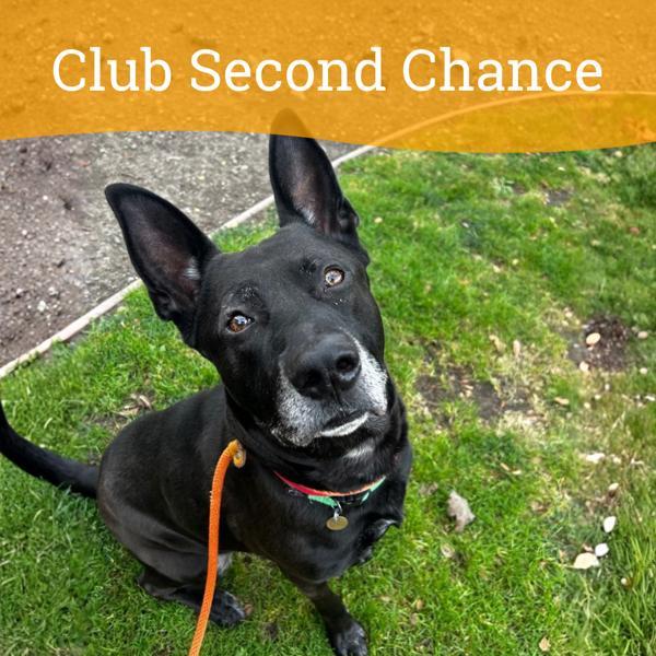 Enlarge Bruce, a Adoptable mixed breed in Oakland, CA image 2/5