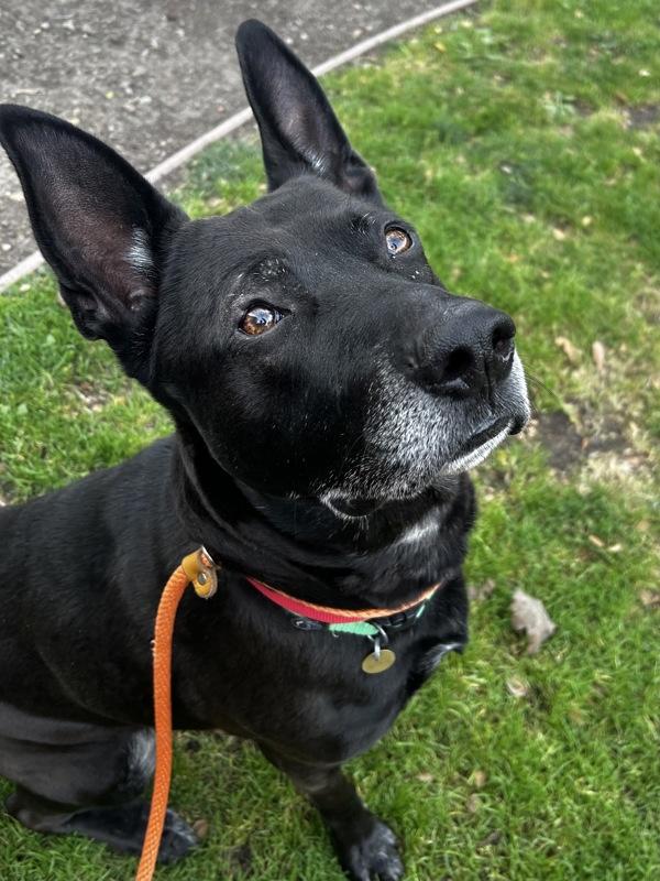 Enlarge Bruce, a Adoptable mixed breed in Oakland, CA image 5/5