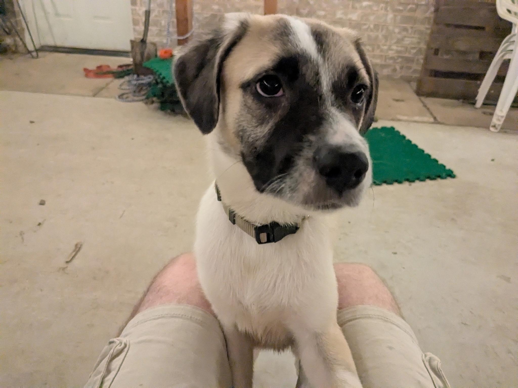 Charlie ( Courtesy Post)