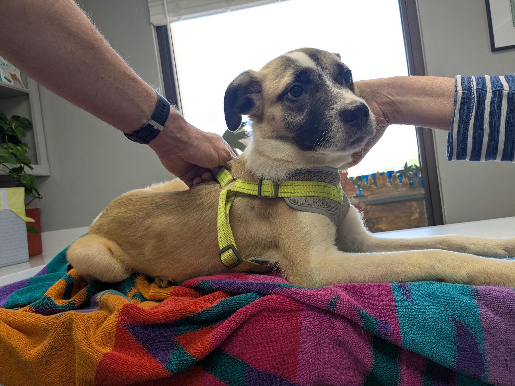 Charlie ( Courtesy Post)