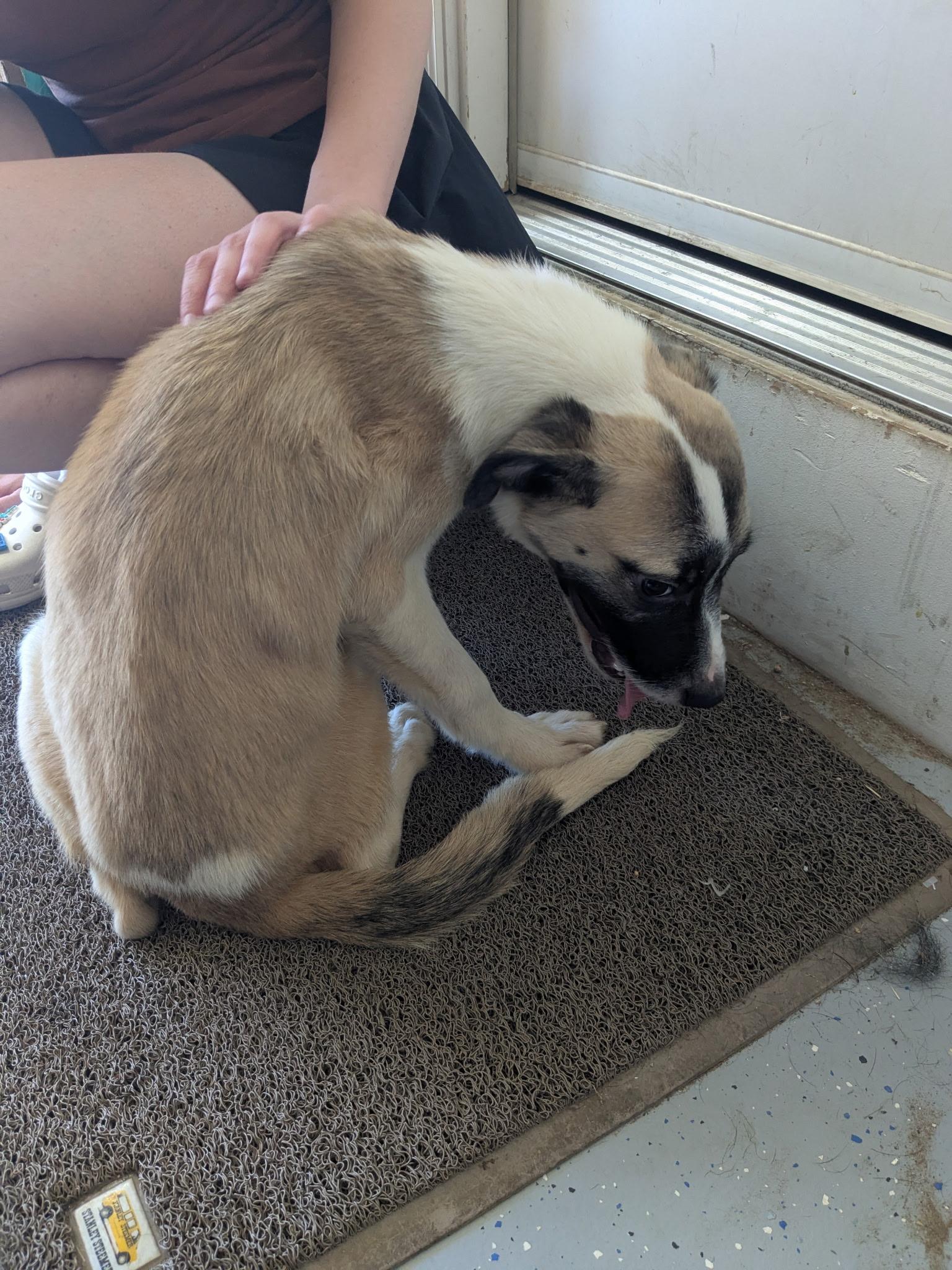 Charlie ( Courtesy Post)