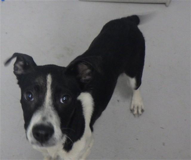Enlarge SUNSHINE, a Adoptable Pit Bull Terrier in Augusta, GA image 1/1