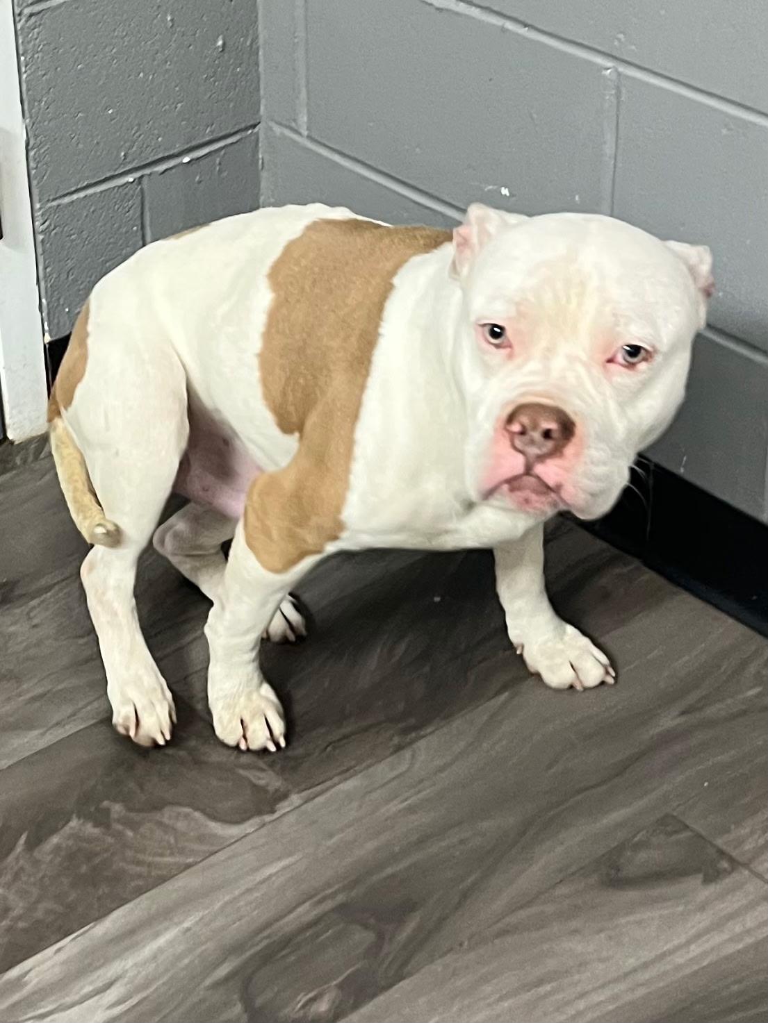 Ruckus, ADOPTABLE, Adult Male Pit Bull Terrier.