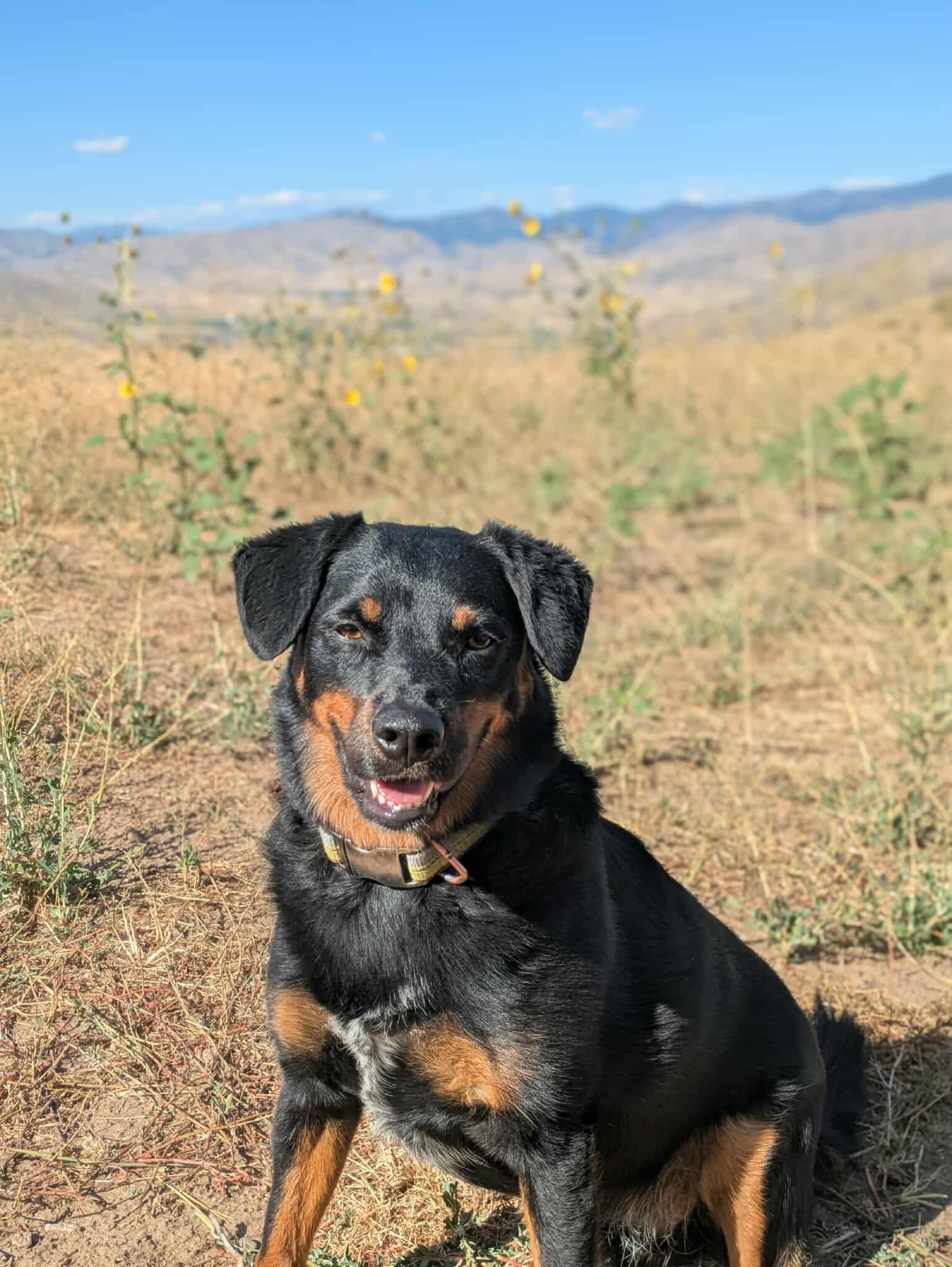 Rylen, an adoptable Cattle Dog, Rottweiler in Bend, OR, 97701 | Photo Image 3