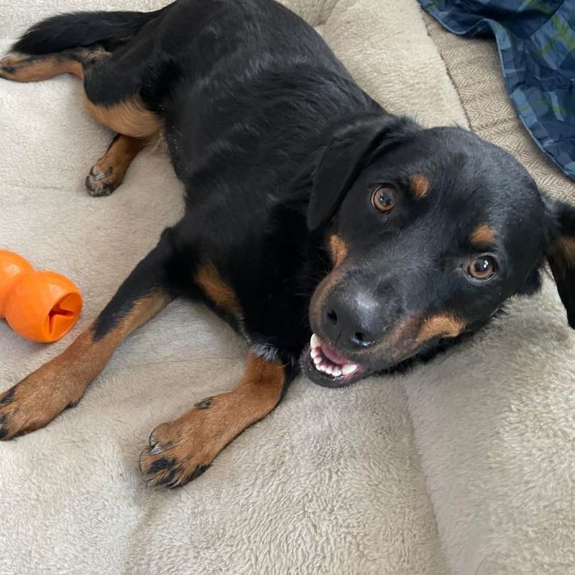 Rylen, an adoptable Cattle Dog, Rottweiler in Bend, OR, 97701 | Photo Image 6