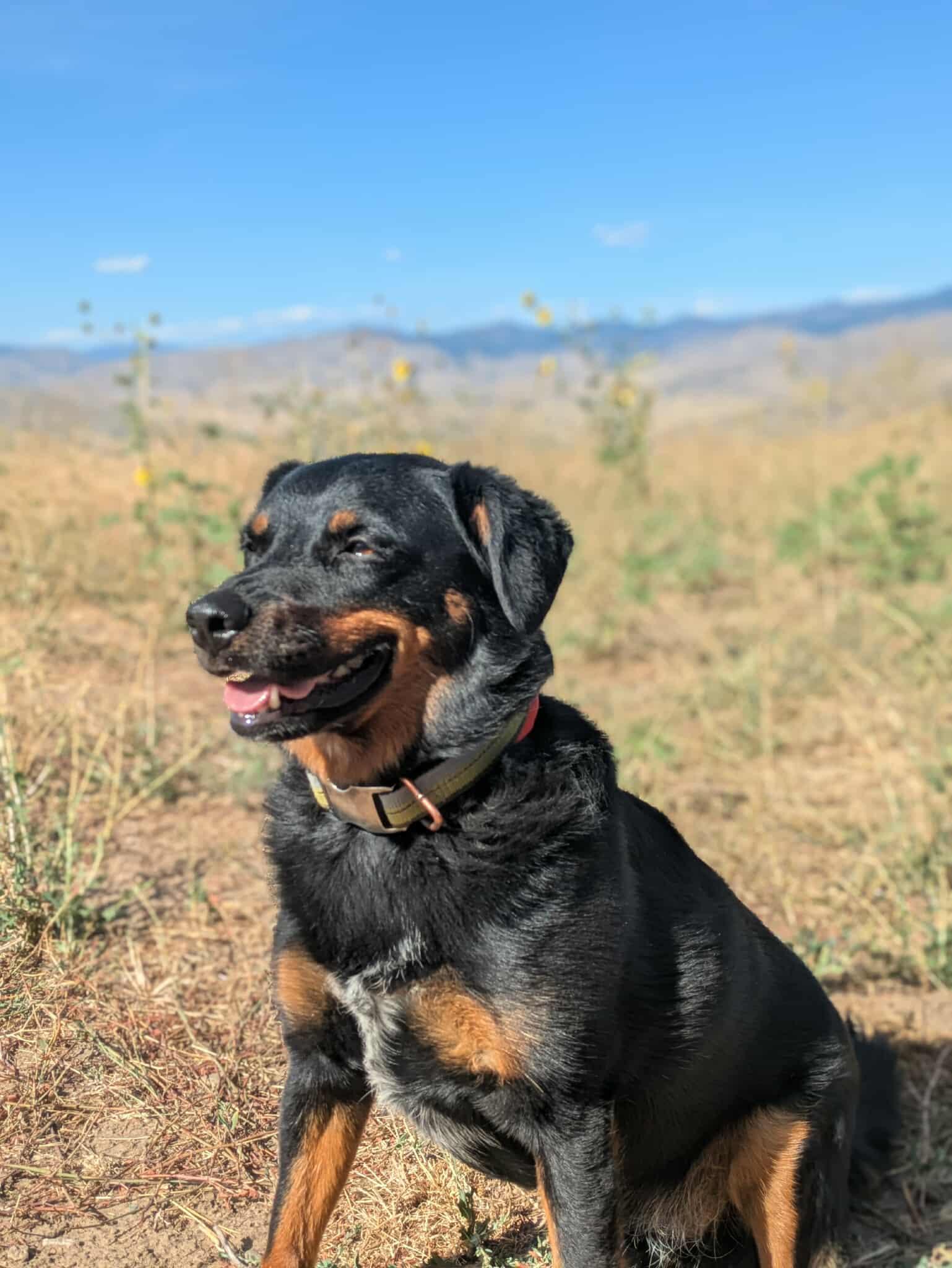 Rylen, an adoptable Cattle Dog, Rottweiler in Bend, OR, 97701 | Photo Image 5