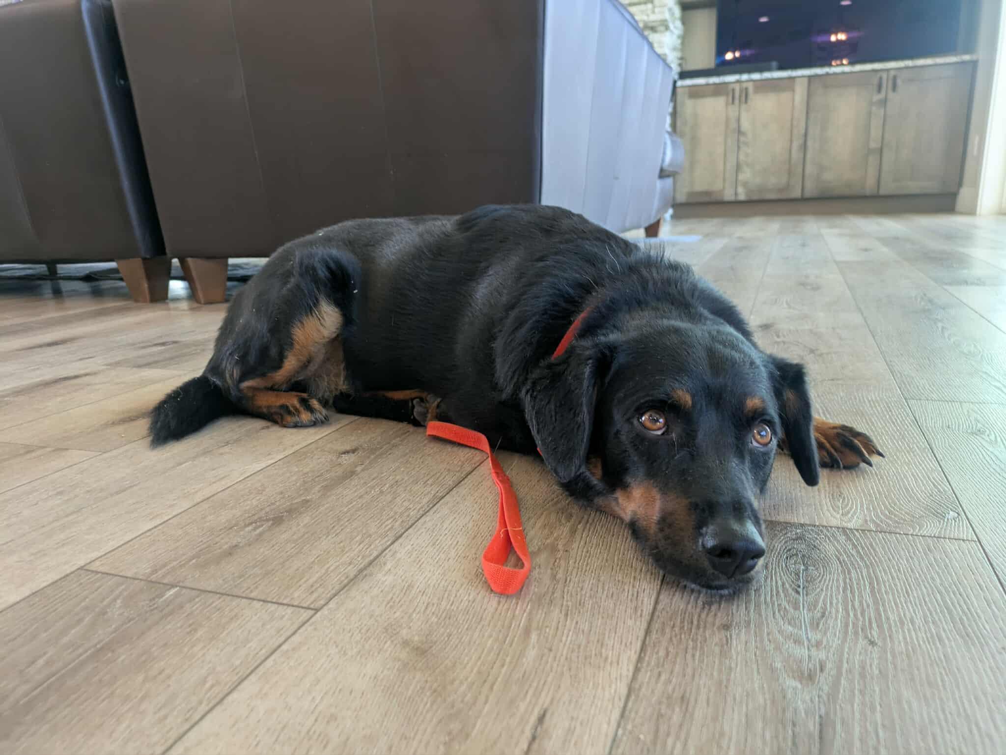 Rylen, an adoptable Cattle Dog, Rottweiler in Bend, OR, 97701 | Photo Image 4