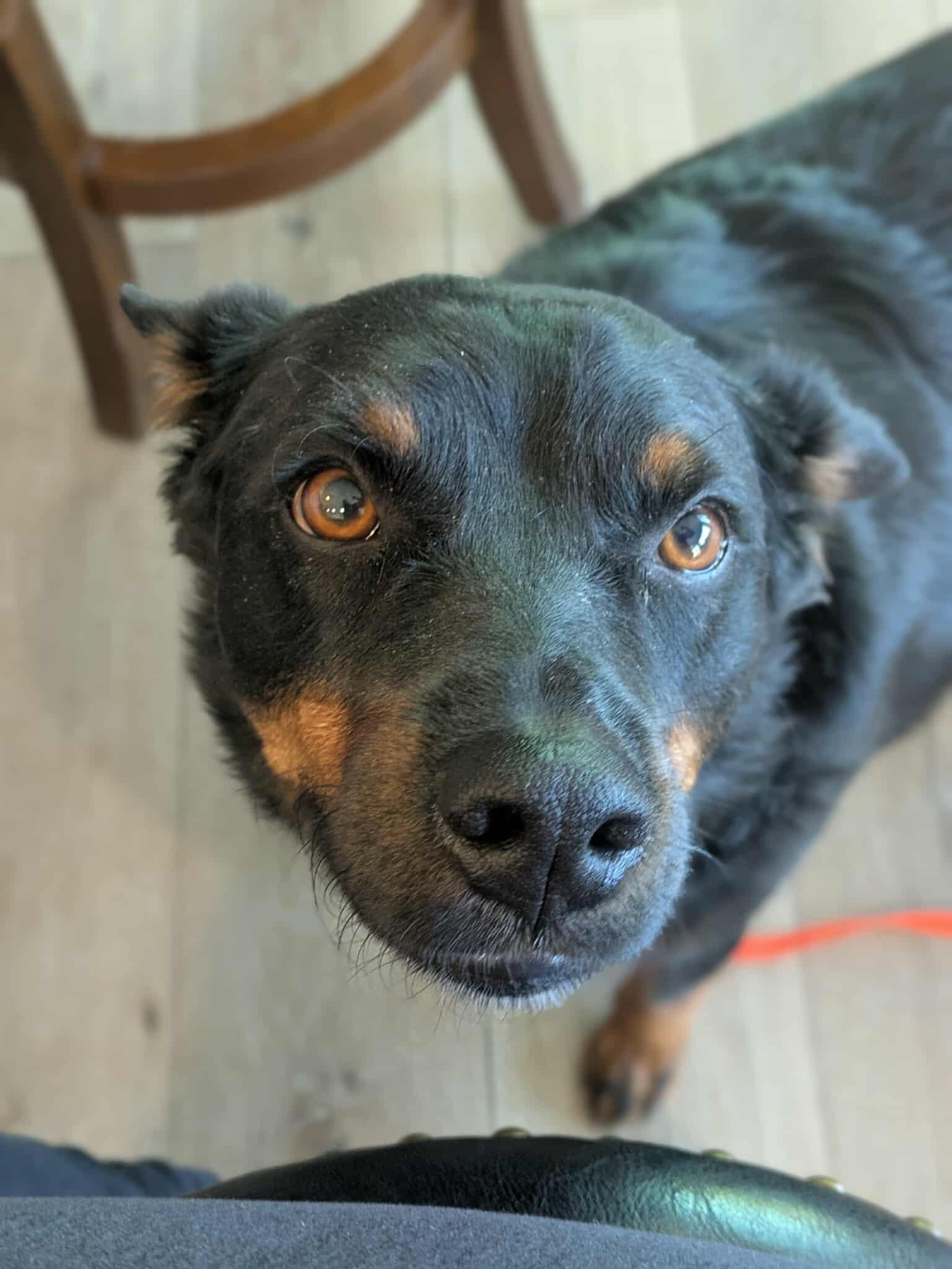 Rylen, an adoptable Cattle Dog, Rottweiler in Bend, OR, 97701 | Photo Image 2