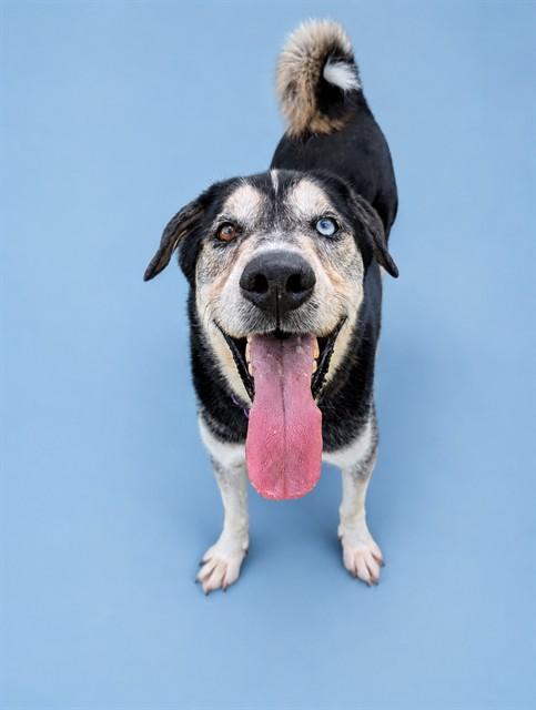 WAYLON, Adoptable, Adult Male Anatolian Shepherd & Mixed Breed.