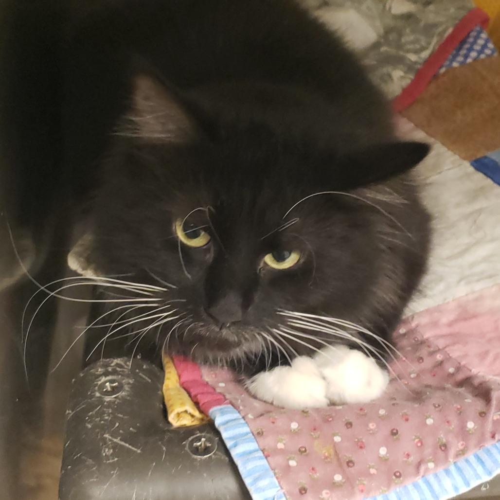 Enlarge Mulligan, a Adoptable Domestic Medium Hair in Columbia Station, OH image 1/5