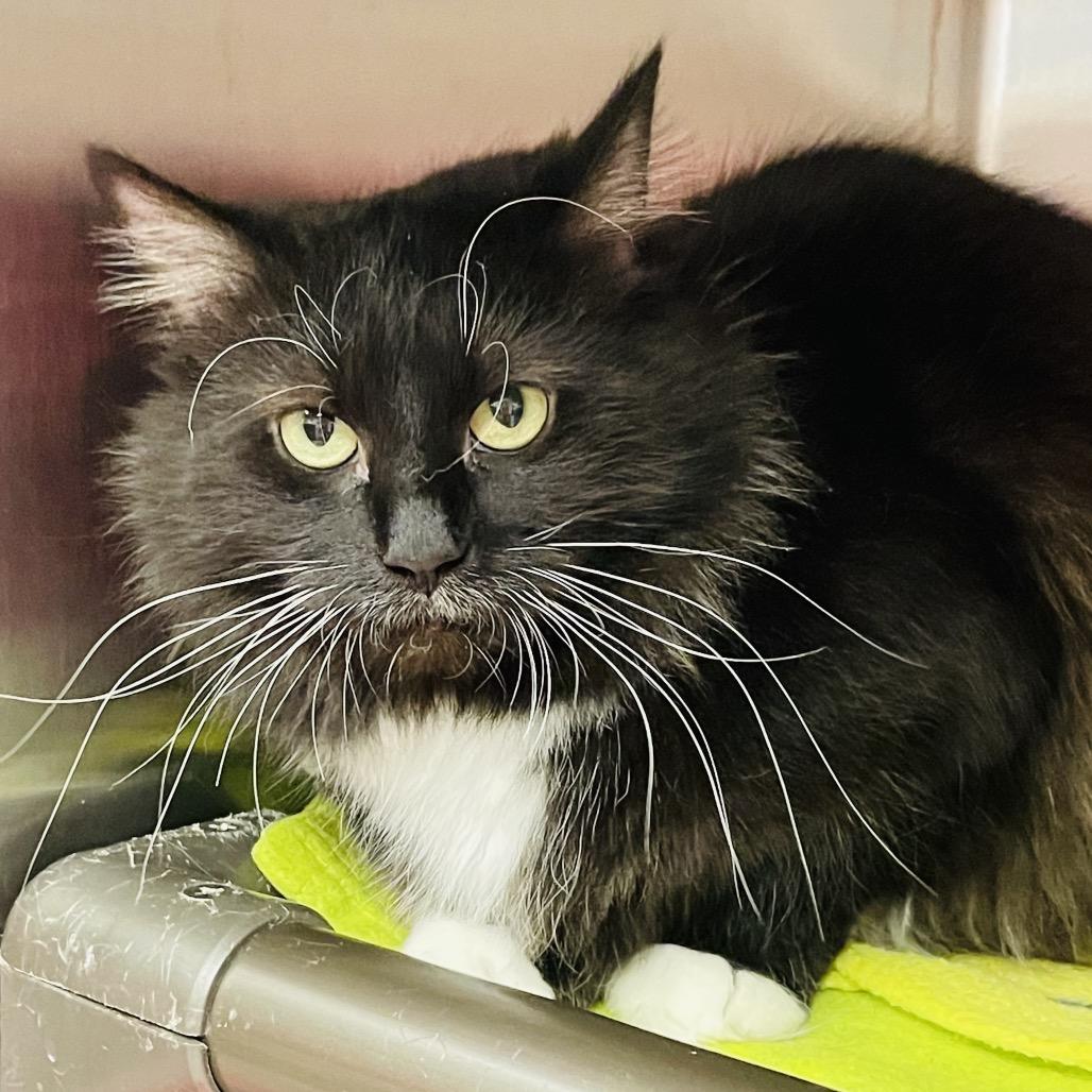 Enlarge Mulligan, a Adoptable Domestic Medium Hair in Columbia Station, OH image 2/5