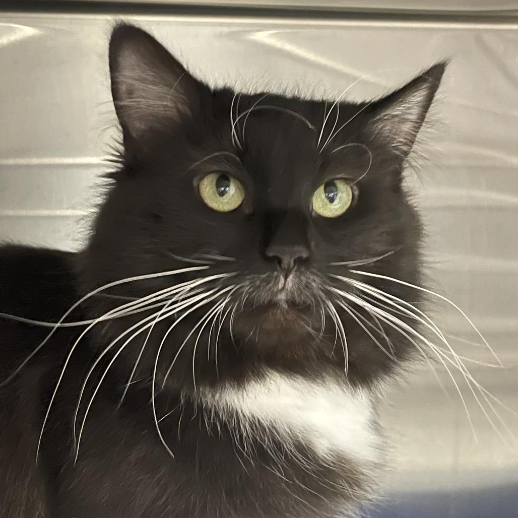 Enlarge Mulligan, a Adoptable Domestic Medium Hair in Columbia Station, OH image 3/6