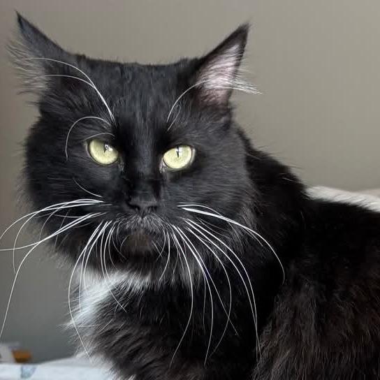 Enlarge Mulligan, a Adoptable Domestic Medium Hair in Columbia Station, OH image 4/5