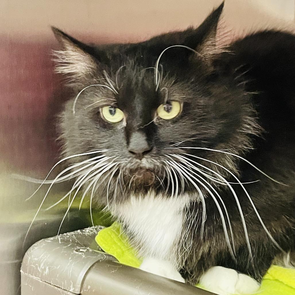 Enlarge Mulligan, a Adoptable Domestic Medium Hair in Columbia Station, OH image 5/5