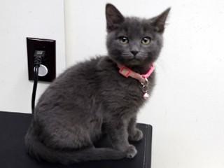 Enlarge Sasha, an adopted mixed breed in Anaconda, MT image 4/4