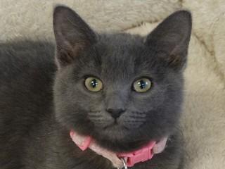 Enlarge Sasha, an adopted mixed breed in Anaconda, MT image 2/4