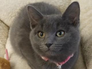 Enlarge Sasha, an adopted mixed breed in Anaconda, MT image 1/4