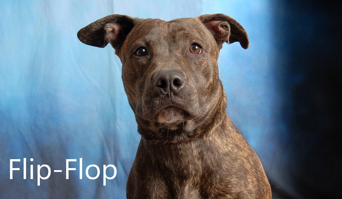 Flip-Flop