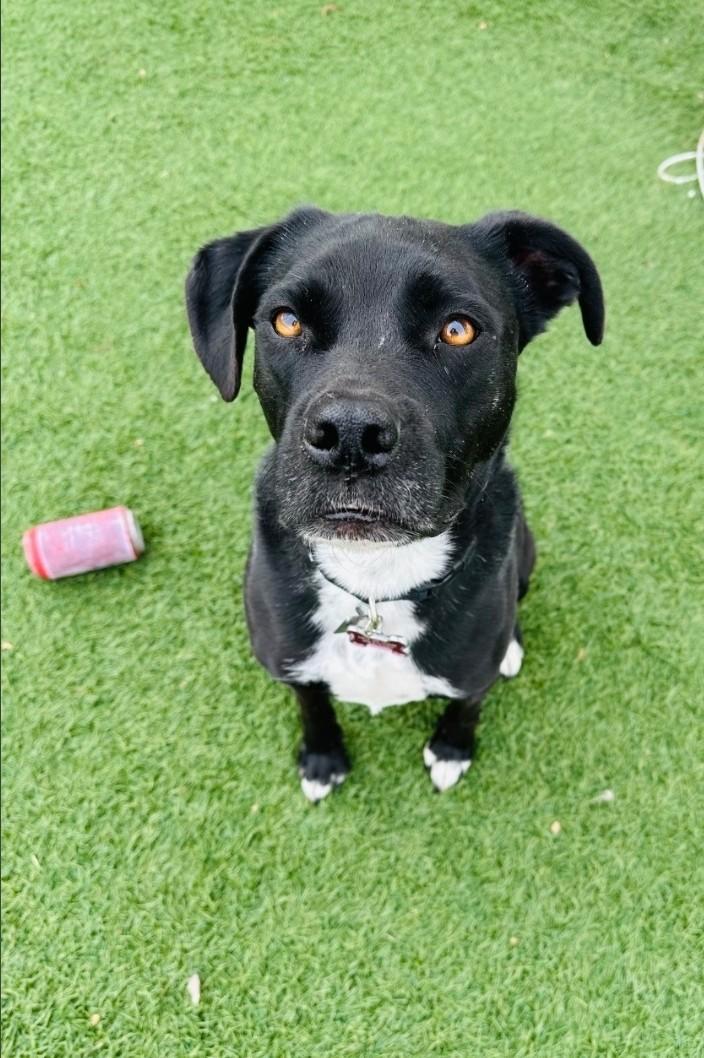 Enlarge Harper & Bullet , a ADOPTABLE mixed breed in Sparta, WI image 3/5