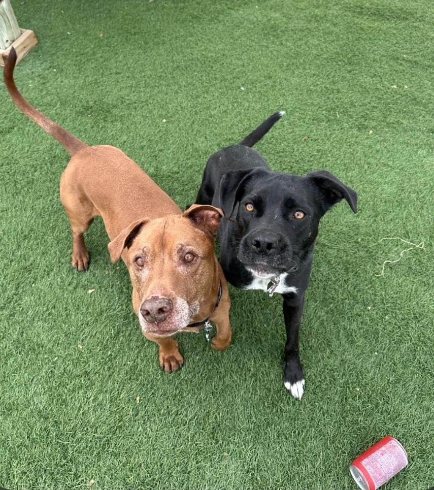 Harper & Bullet , ADOPTABLE, Adult Female Hound.