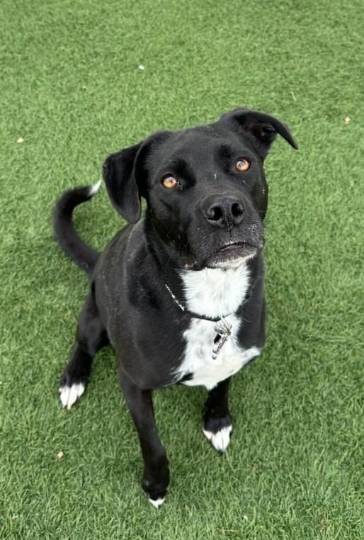 Enlarge Harper & Bullet , a ADOPTABLE mixed breed in Sparta, WI image 2/5