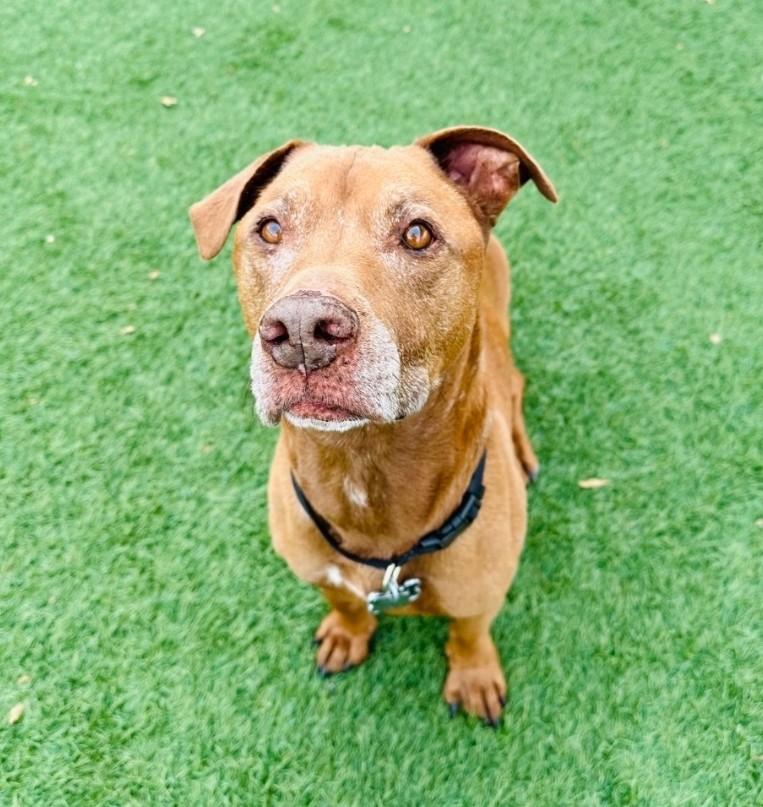 Enlarge Harper & Bullet , a ADOPTABLE mixed breed in Sparta, WI image 5/5