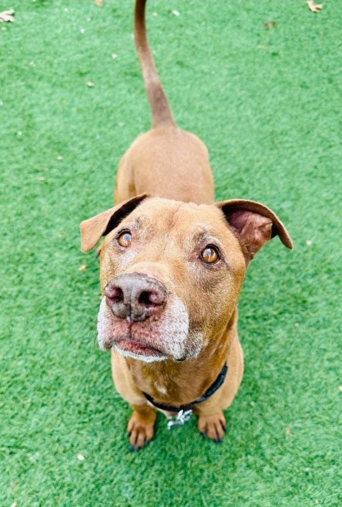 Enlarge Harper & Bullet , a ADOPTABLE mixed breed in Sparta, WI image 4/5