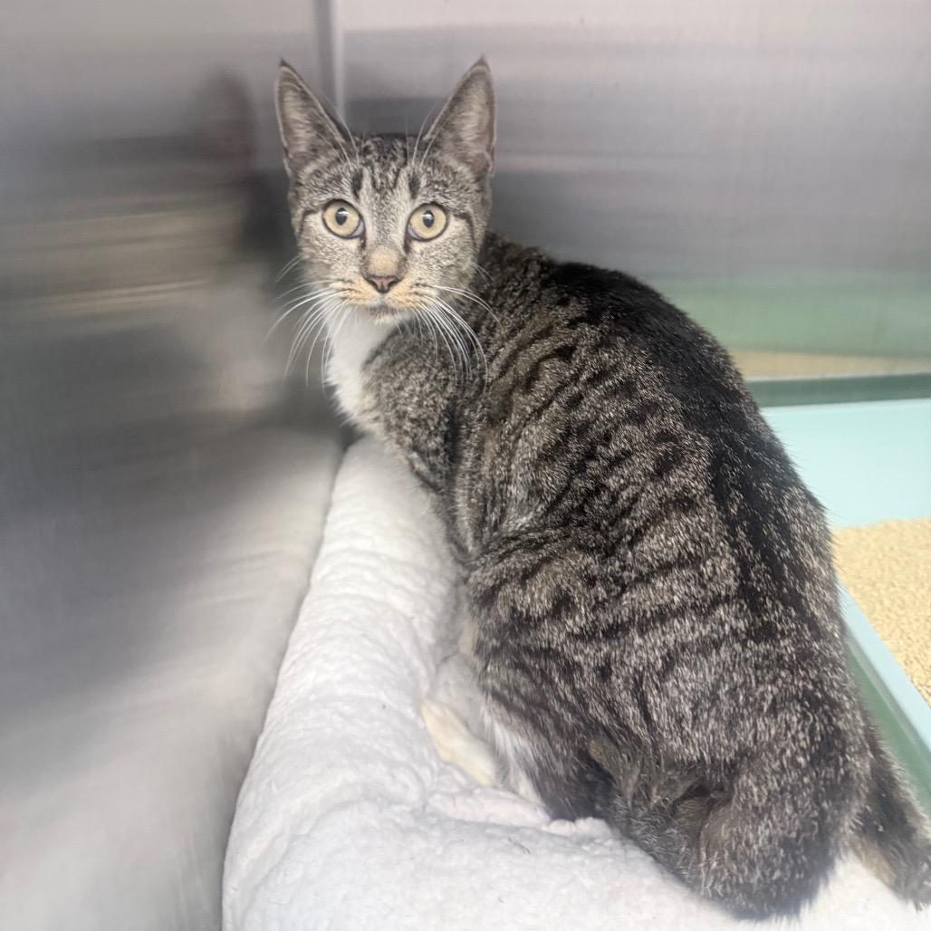 Superwoman, Adoptable, Young Female Domestic Short Hair.
