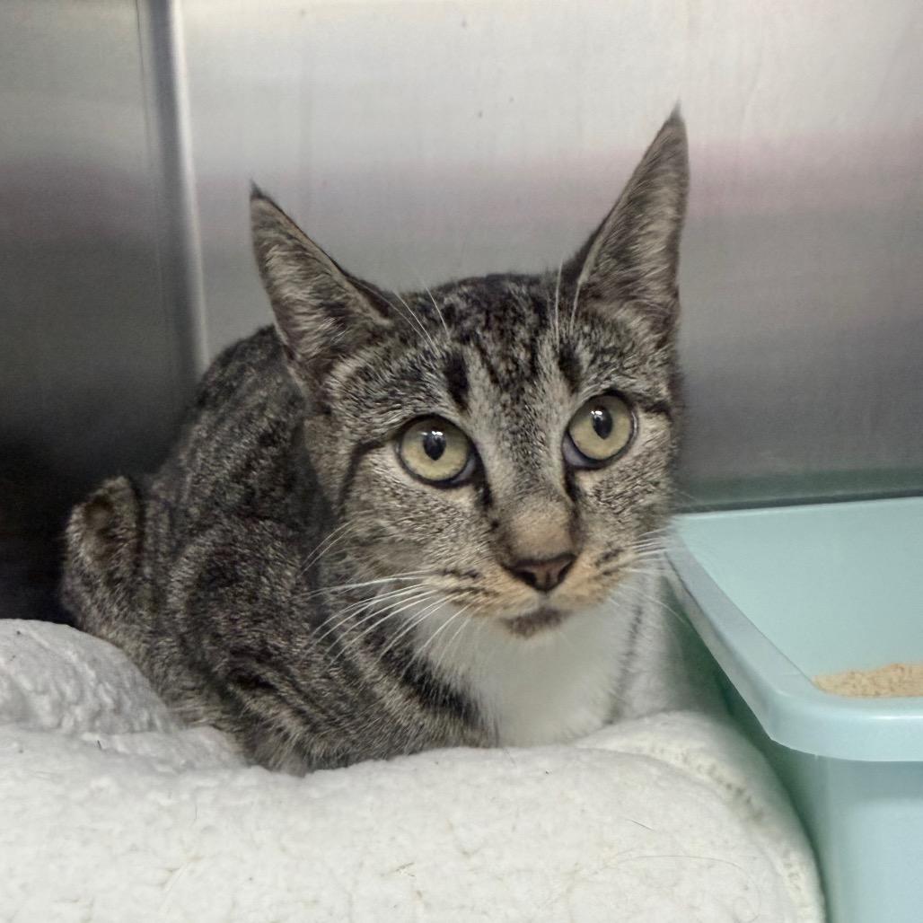 Enlarge Superwoman, a Adoptable Domestic Short Hair in Jupiter, FL image 2/2