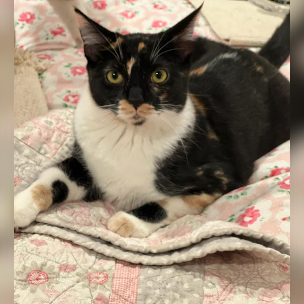 Lily, Adoptable, Young Female Domestic Short Hair.