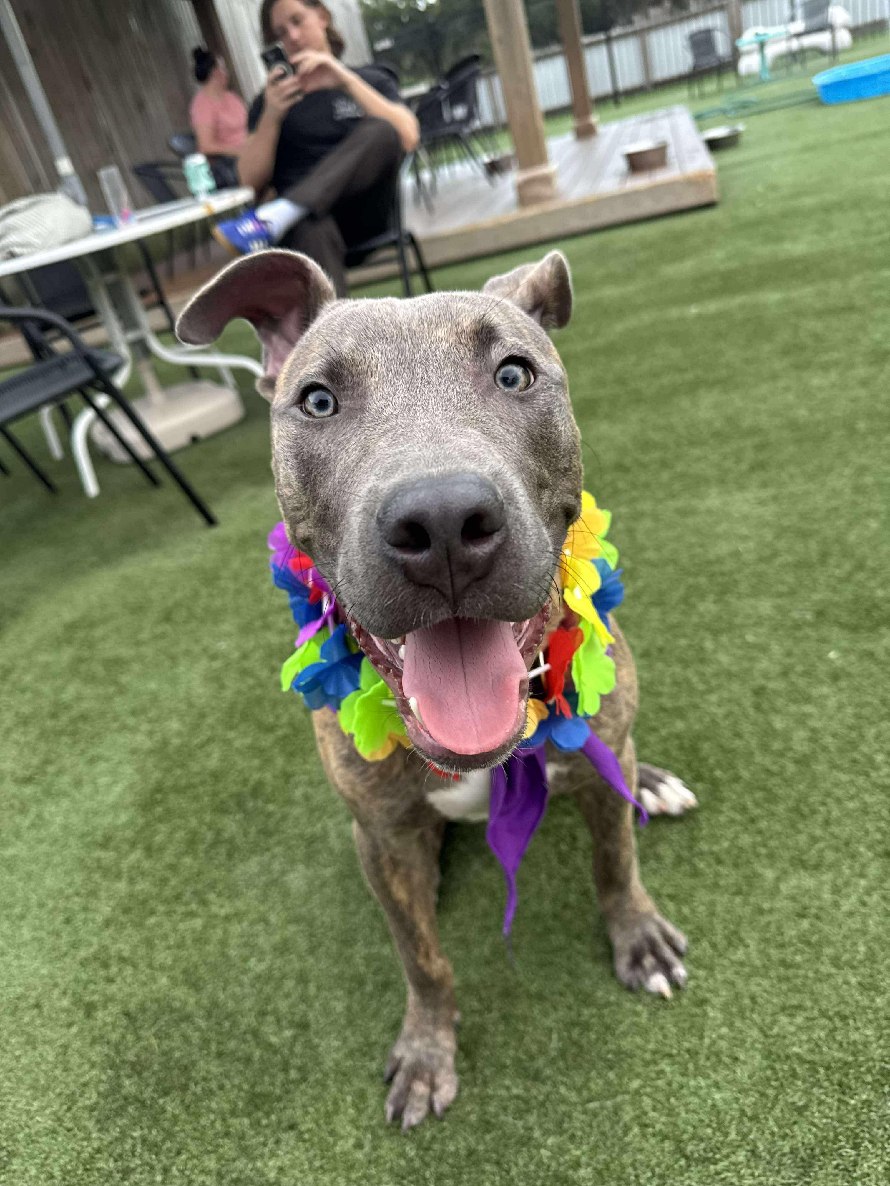 Porkchop, Adoptable, Young Male Pit Bull Terrier.