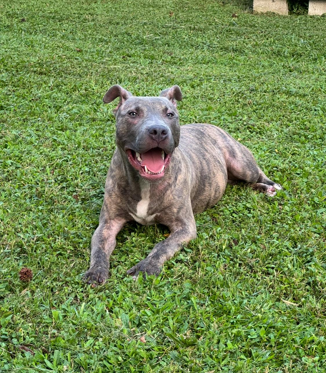 Porkchop
