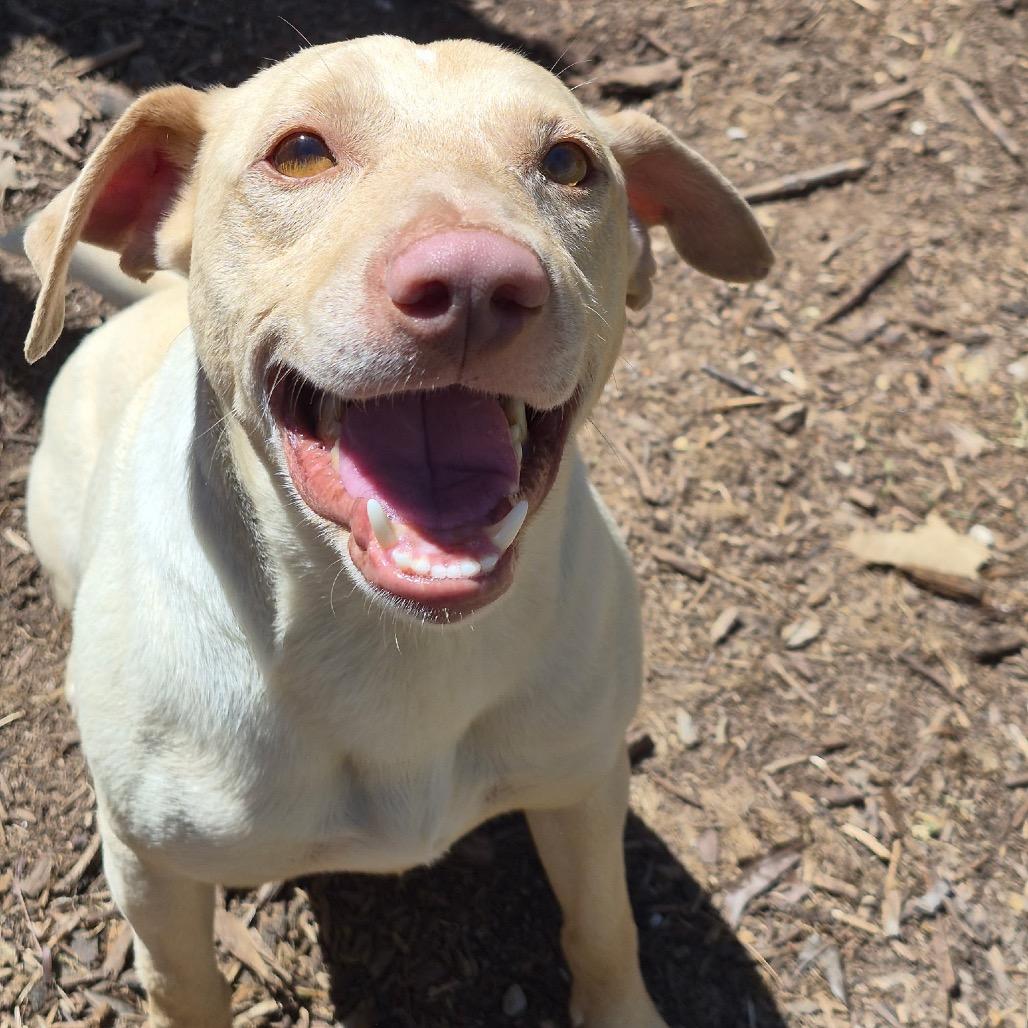 Gus, Adoptable, Adult Male Feist & Mixed Breed.