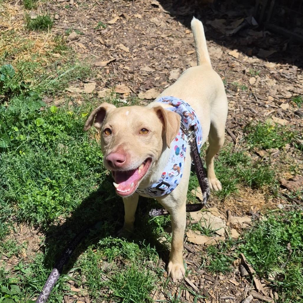 Enlarge Gus, a Adoptable mixed breed in Rossville, GA image 2/5