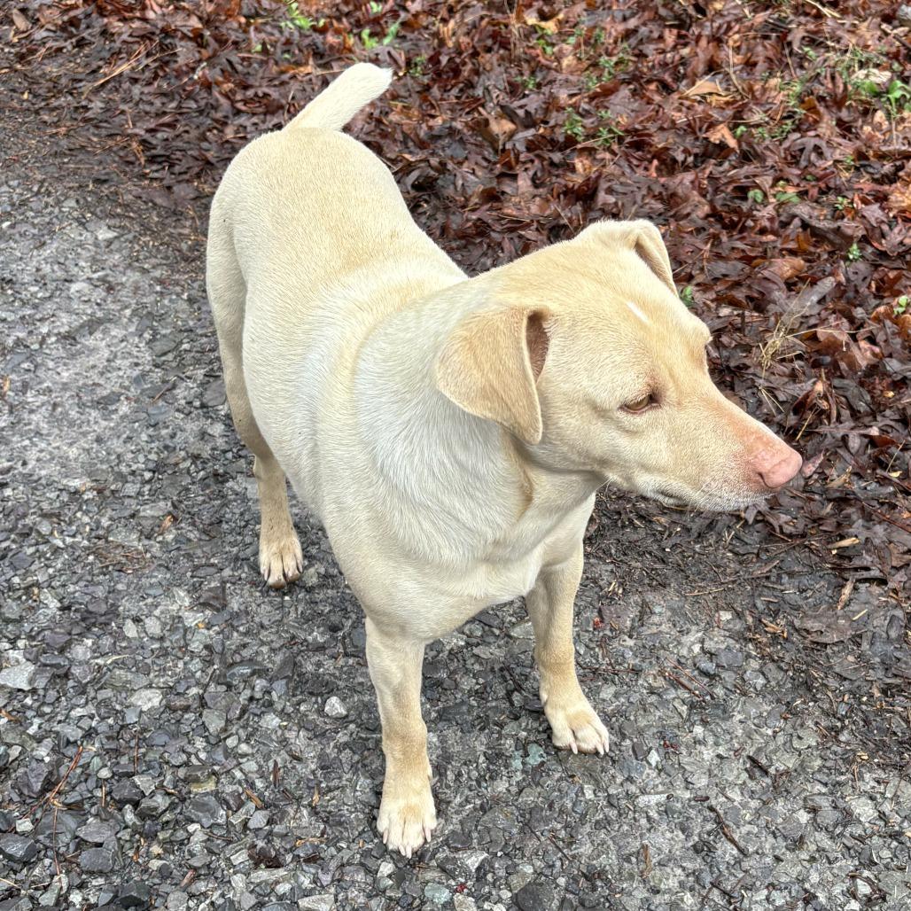 Enlarge Gus, a Adoptable mixed breed in Rossville, GA image 3/5