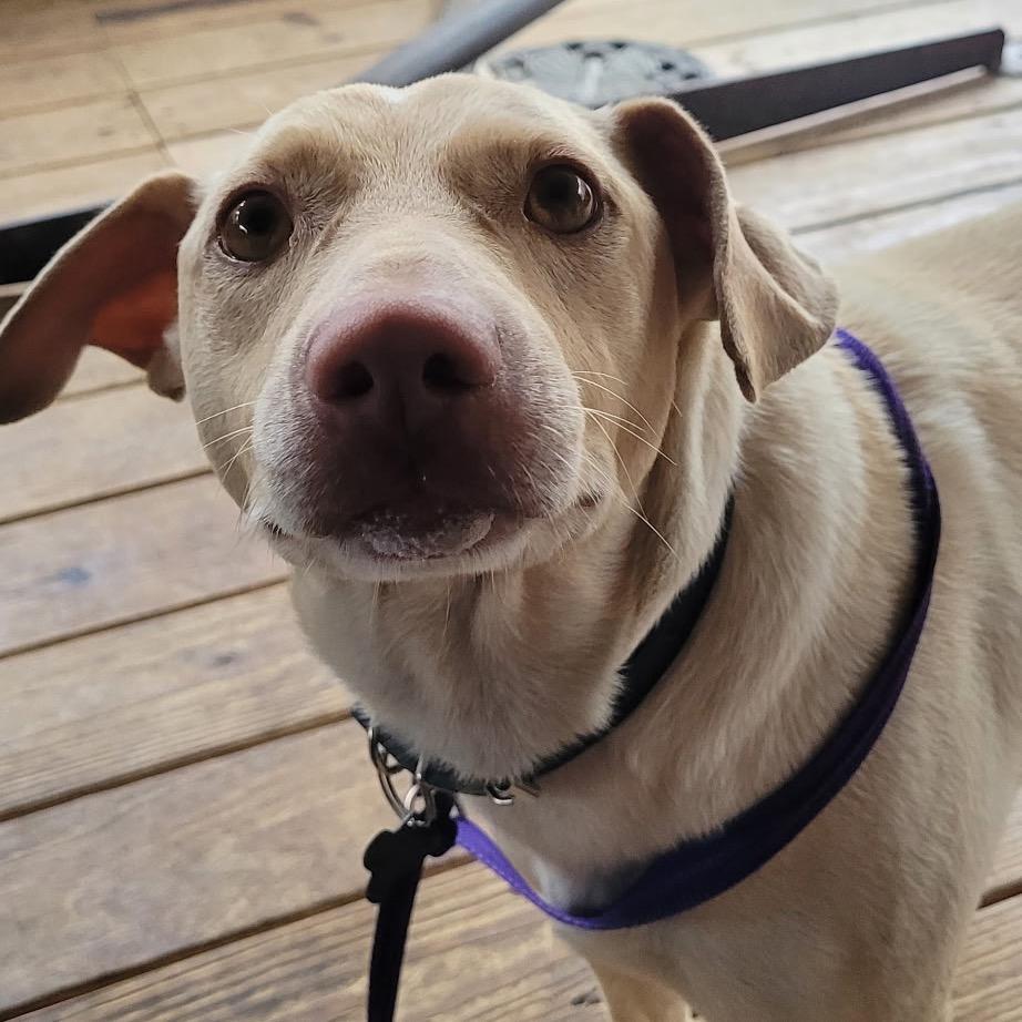 Enlarge Gus, a Adoptable mixed breed in Rossville, GA image 4/5