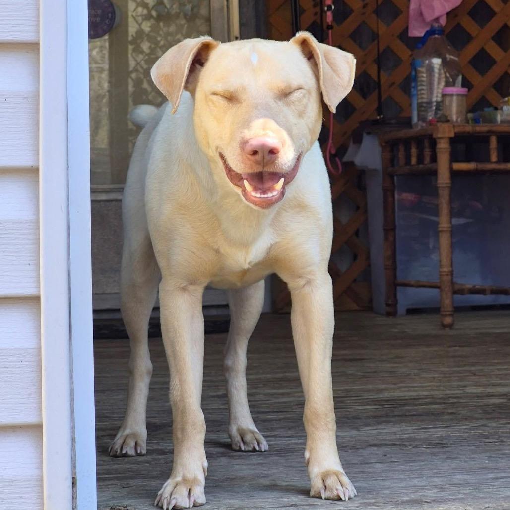 Enlarge Gus, a Adoptable mixed breed in Rossville, GA image 5/5