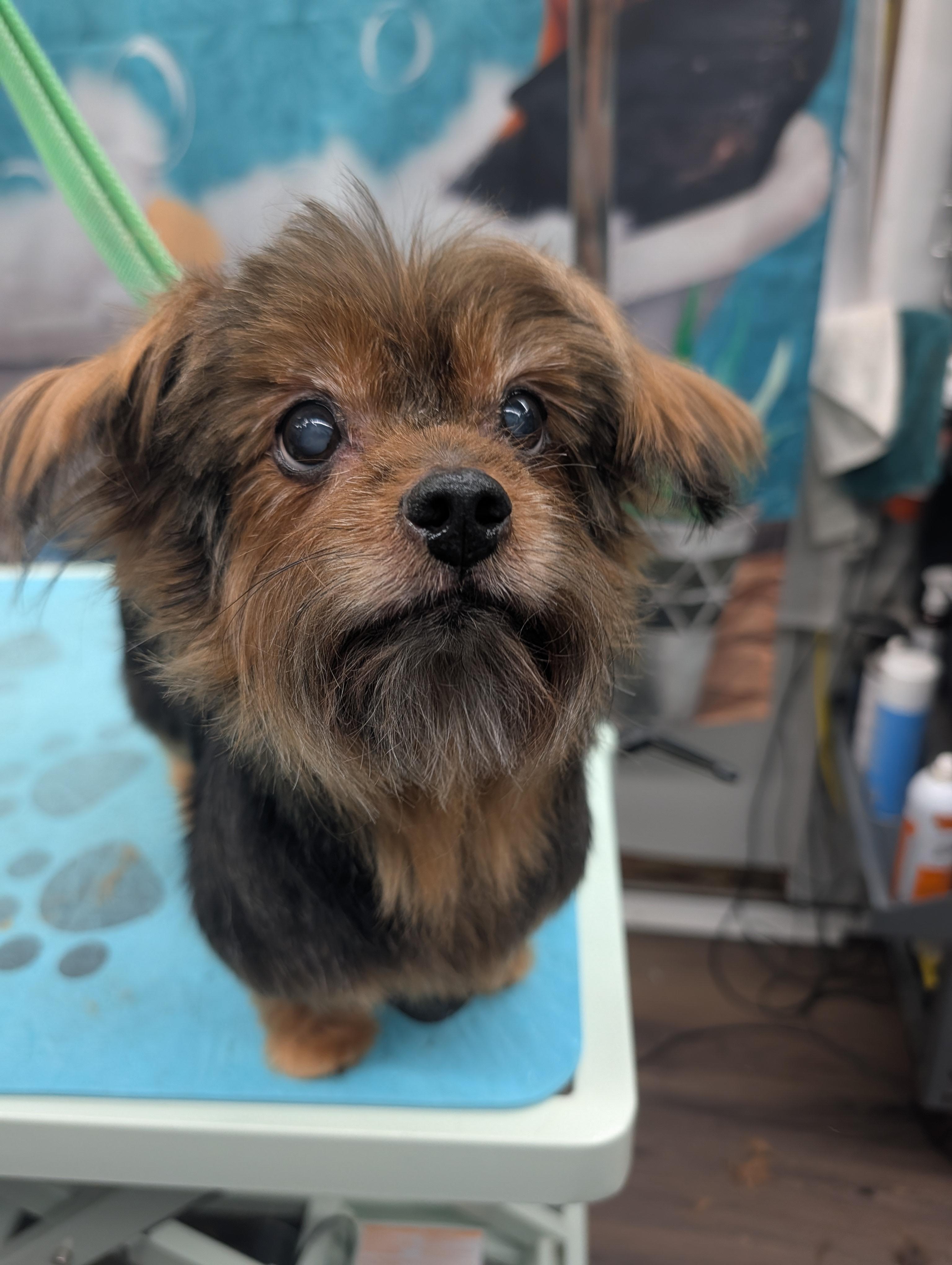 Enlarge Layla, a Adoptable mixed breed in Richmond, VA image 1/6