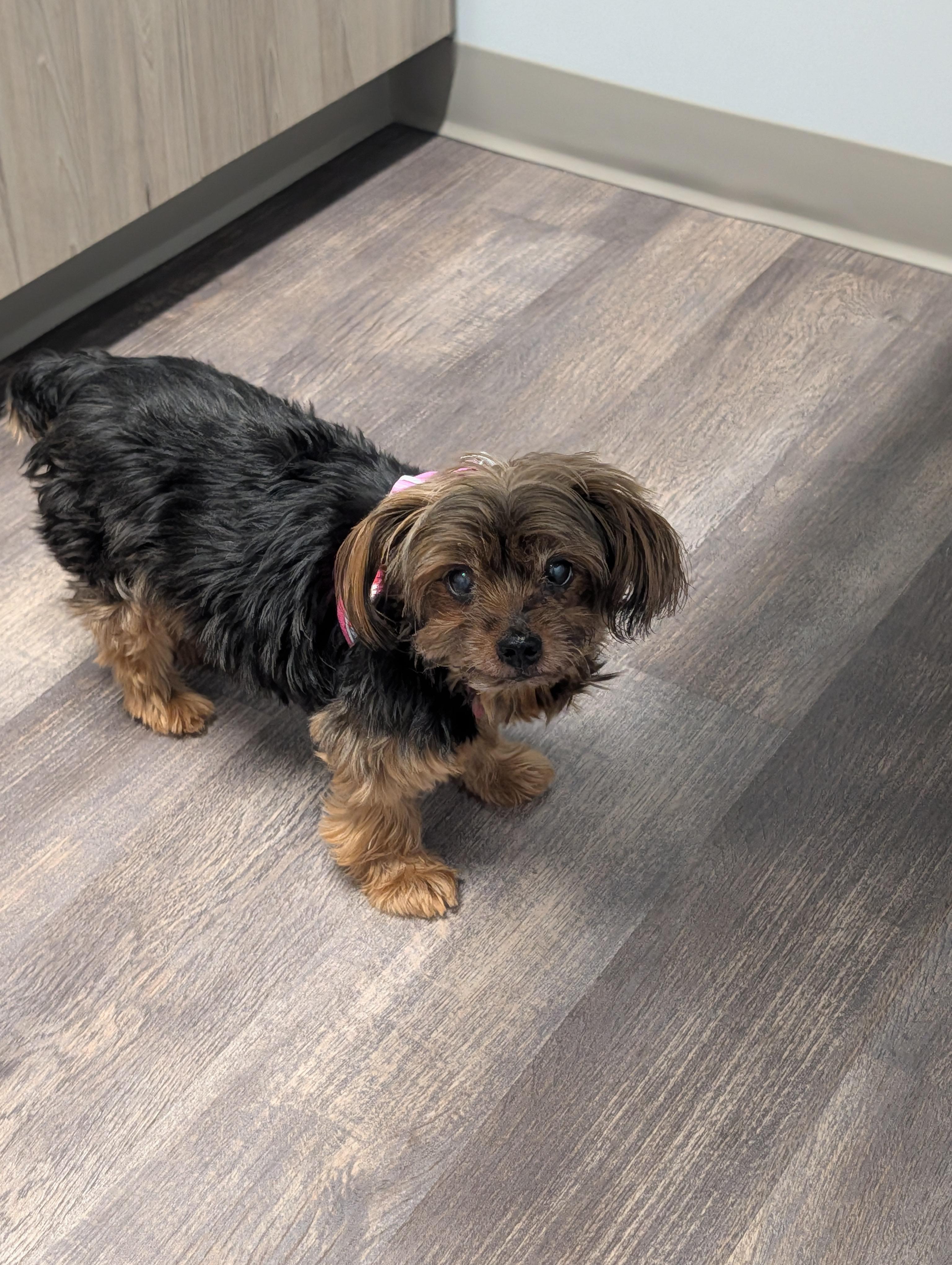 Enlarge Layla, a Adoptable mixed breed in Richmond, VA image 2/6