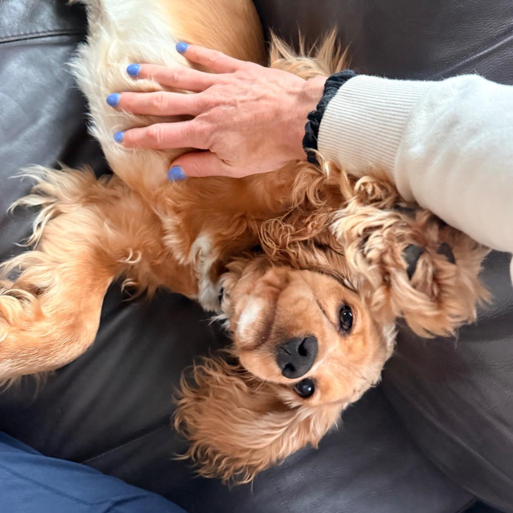 Jack, Adoptable, Young Male Cocker Spaniel.