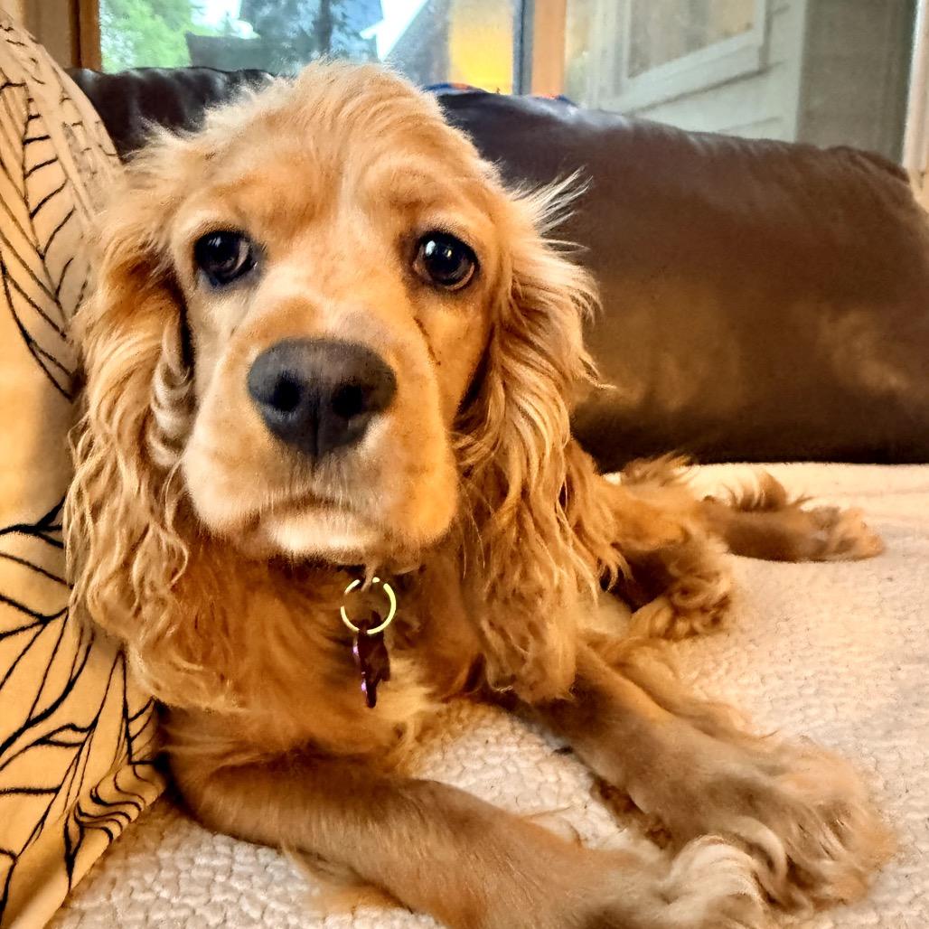 Jack, a Adoptable Cocker Spaniel in Crystal, MN image 2/6
