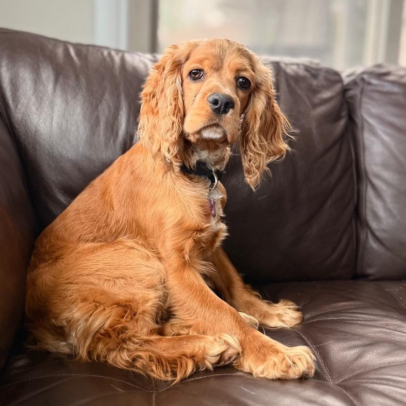 Jack, a Adoptable Cocker Spaniel in Crystal, MN image 3/6