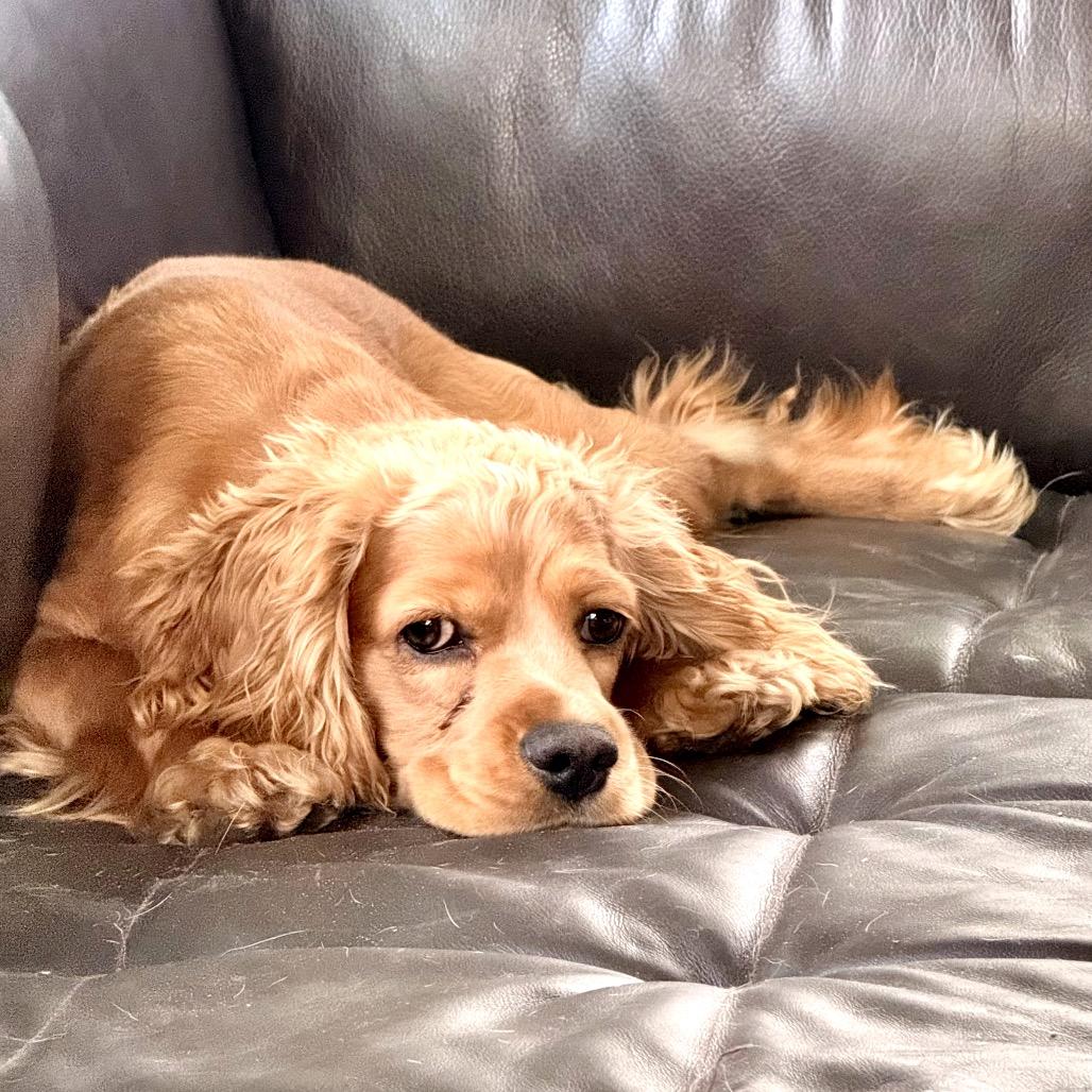 Jack, a Adoptable Cocker Spaniel in Crystal, MN image 5/6