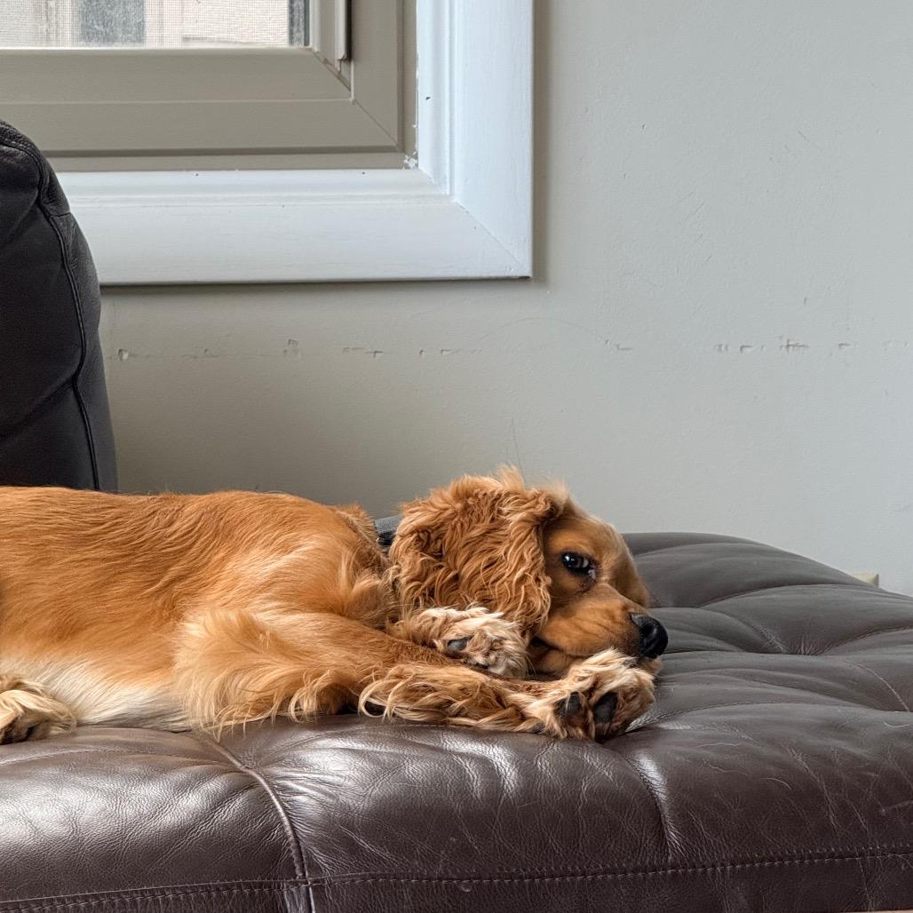 Jack, a Adoptable Cocker Spaniel in Crystal, MN image 6/6